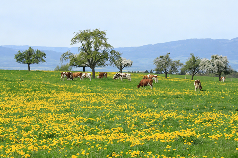 Effects of zinc sulfate monohydrate on cattle and sheep Tác dụng của kẽm sunfat monohydrat đối với gia súc và cừu