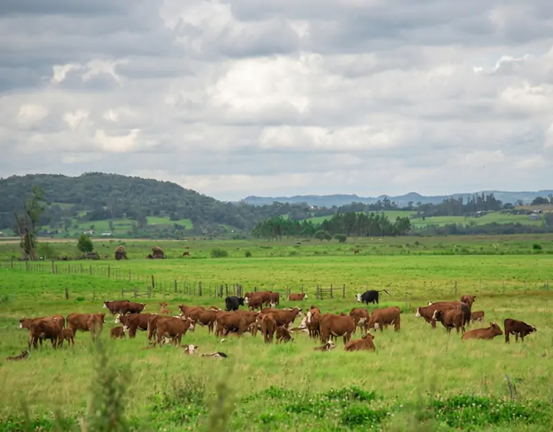 Effects of rumen-protected methionine in beef cattle Tác dụng của methionine được bảo vệ dạ cỏ ở bò thịt