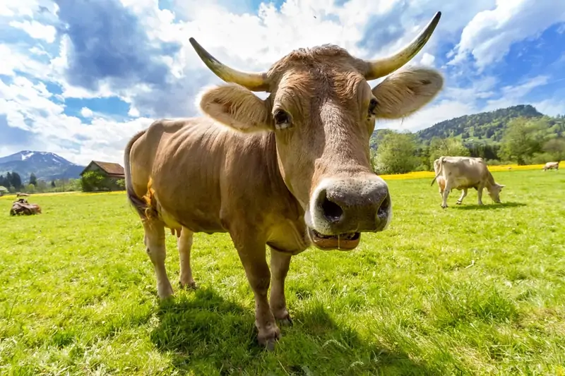 cow bò