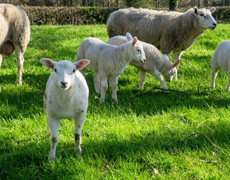 Nutritional effects of rumen-protected methionine in sheep Tác dụng dinh dưỡng của methionine được bảo vệ ở dạ cỏ ở cừu