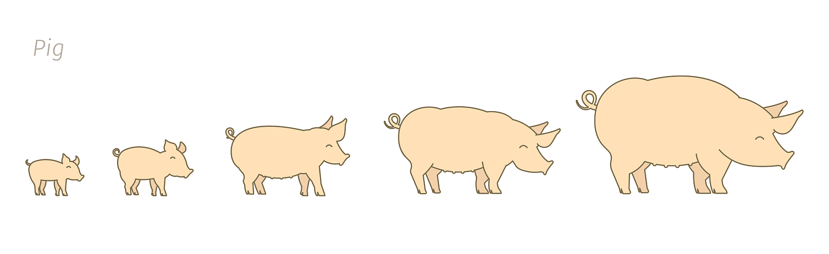Lợn ở các giai đoạn sinh trưởng khác nhau