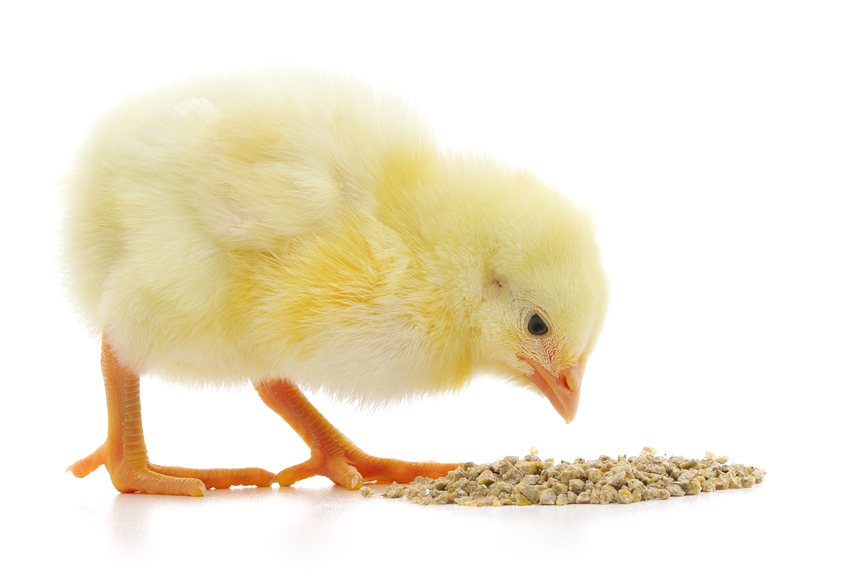 Cách cải thiện thành phần dinh dưỡng của thức ăn cho gà con