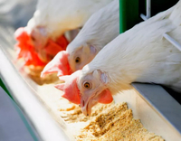 //5irorwxhomiorik.leadongcdn.com/cloud/liBqnKmmSRklroiorjkq/Protein-And-Amino-Acids-for-Poultry.jpg