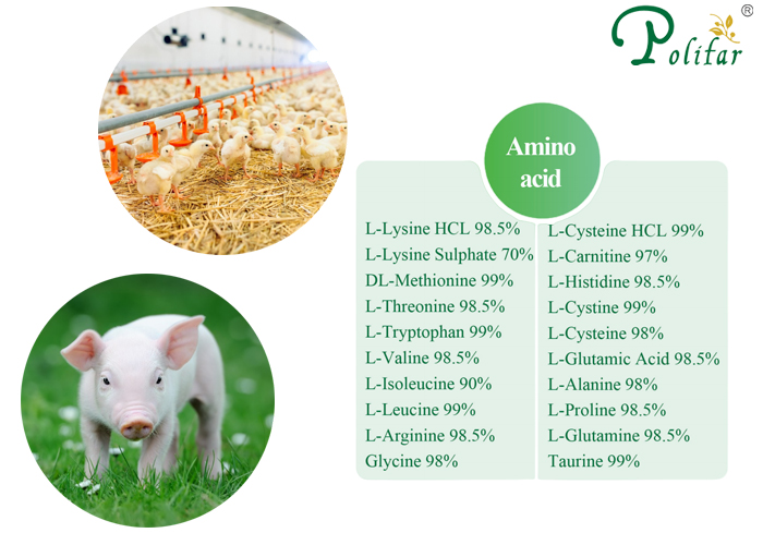 Các loại axit amin có trong phụ gia thức ăn chăn nuôi là gì?-Polifar