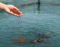 //5irorwxhomiorik.leadongcdn.com/cloud/lkBqnKmmSRjllniljjkq/Aquaculture.jpg