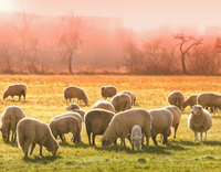 //5irorwxhomiorik.leadongcdn.com/cloud/lkBqnKmmSRpkrjkijnkq/feed-additives-for-animals.jpg