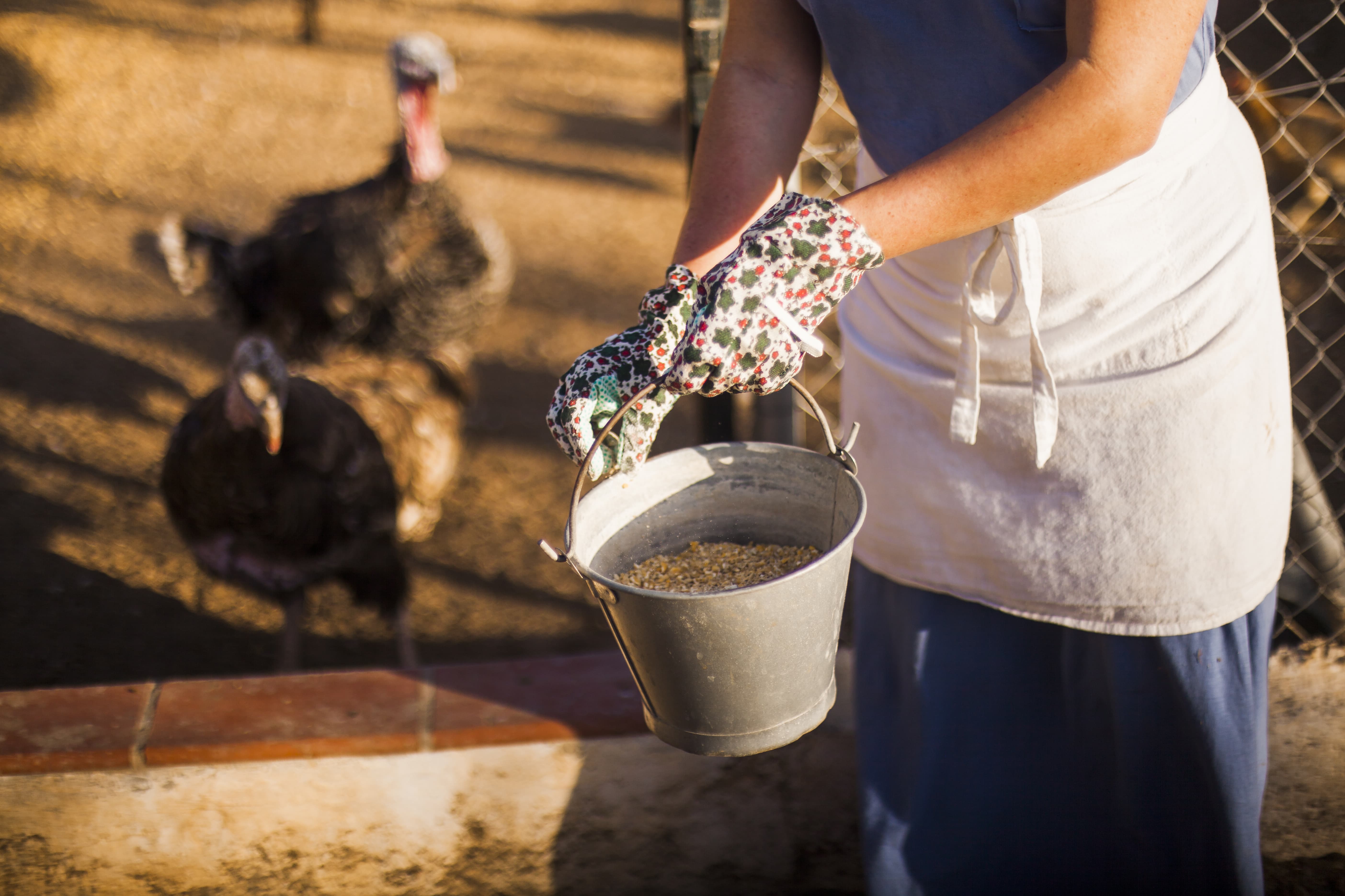 Một người phụ nữ đang cho gà ăn