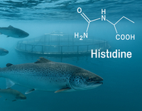 //5irorwxhomiorik.leadongcdn.com/cloud/lmBqnKmmSRklnrnmikkq/Histidine-in-Aquatic-Animal-Nutrition.jpg