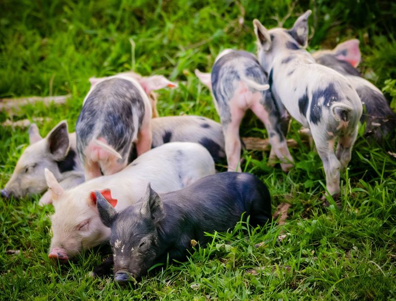 Vai tr&ograve; quan trọng của methionine ở heo con