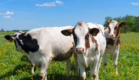 //5irorwxhomiorik.leadongcdn.com/cloud/lnBqnKmmSRojoonoqpkm/cattle.png