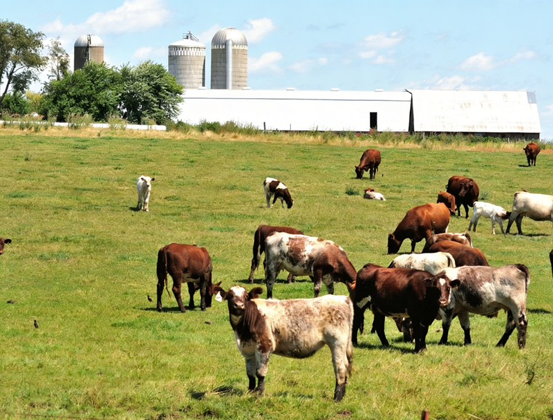 Ứng dụng methionine được bảo vệ ở dạ cỏ ở động vật nhai lại