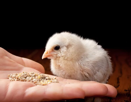 feed additives for broilers.jpg