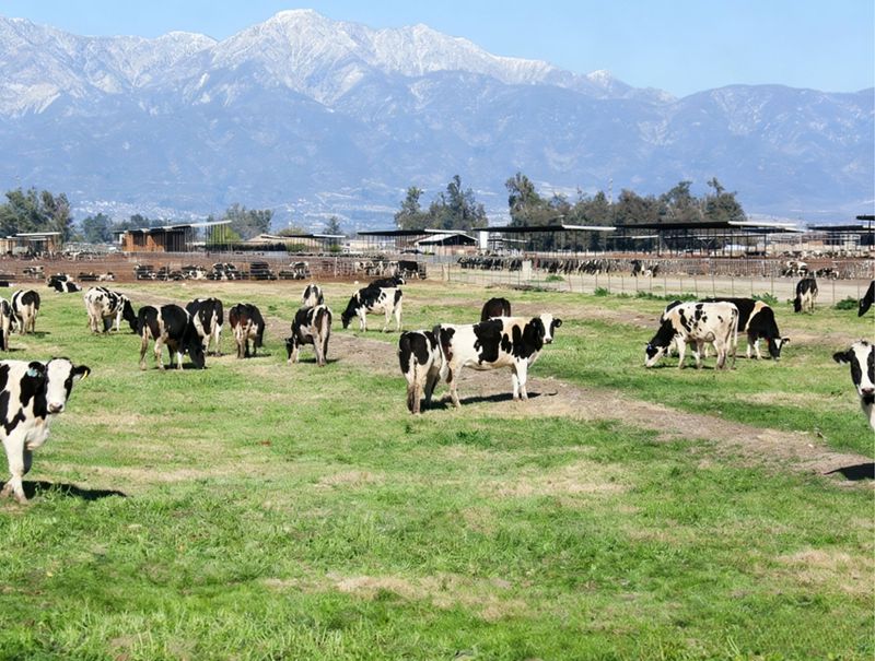 Vai tr&ograve; quan trọng của methionine ở b&ograve; sữa