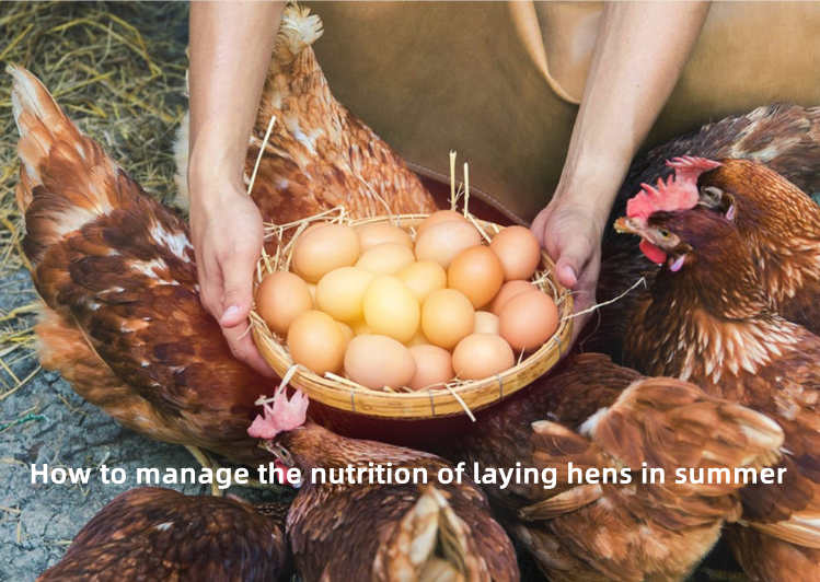 Cách quản lý dinh dưỡng cho gà đẻ trong mùa hè