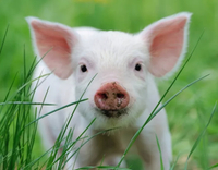 //5irorwxhomiorik.leadongcdn.com/cloud/lrBqnKmmSRklrokjqokp/feed-additives-for-pigs.jpg