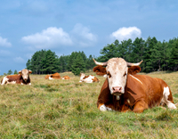 //5irorwxhomiorik.leadongcdn.com/cloud/lrBqnKmmSRmkjnijmrkp/cows-are-resting.jpg