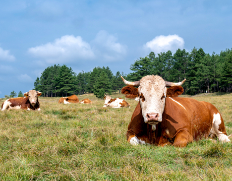 cows are resting.jpg