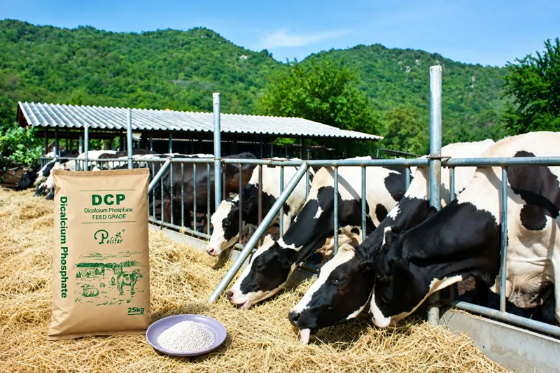 DCP trong phụ gia thức ăn chăn nu&ocirc;i