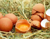 //5irorwxhomiorik.leadongcdn.com/cloud/piBqnKmmSRqloqrijikp/Feed-Additive-Choline-Chloride.webp