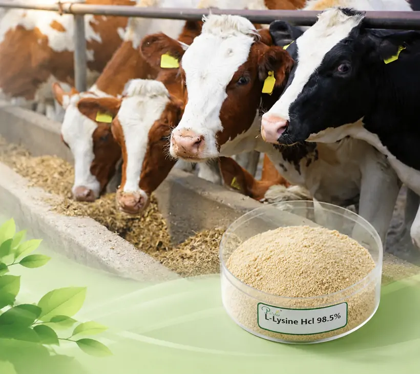 Ưu điểm 98,5% L-Lysine HCL