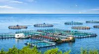 Bảo vệ miễn dịch dưới nước 