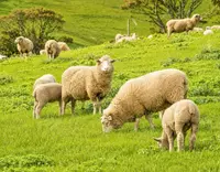 //5irorwxhomiorik.leadongcdn.com/cloud/pnBqnKmmSRplljqolqkm/Manganese-Sulphate-for-Ruminants_703_550.webp