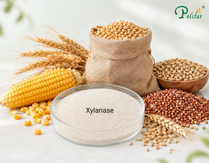 Ứng dụng của Xylanase