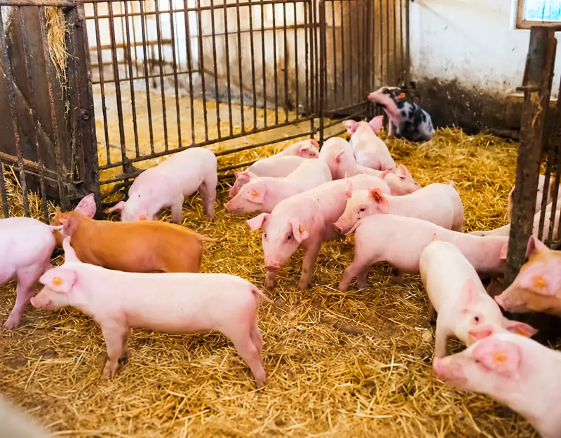 98,5% lysine hydrochloride được thiết kế d&agrave;nh ri&ecirc;ng cho lợn.